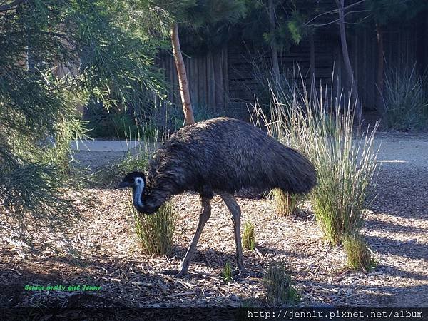 6 1 Werribee Open Range Zoo (1).JPG