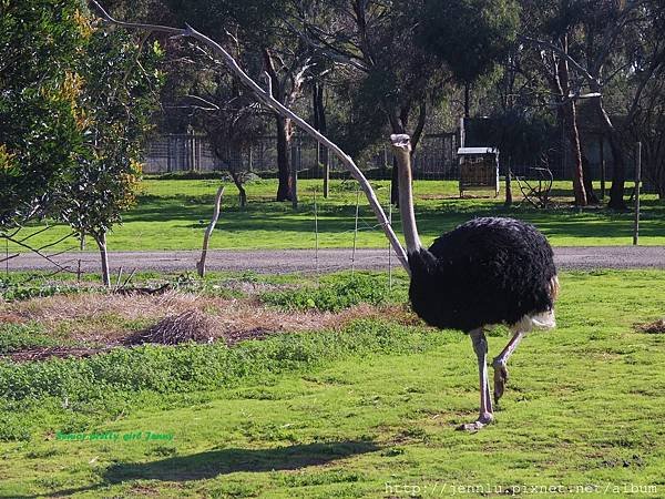 6 1 Werribee Open Range Zoo (7).JPG