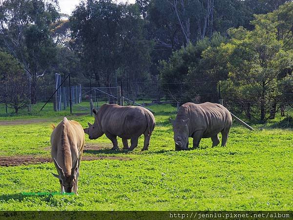 6 1 Werribee Open Range Zoo (8).JPG