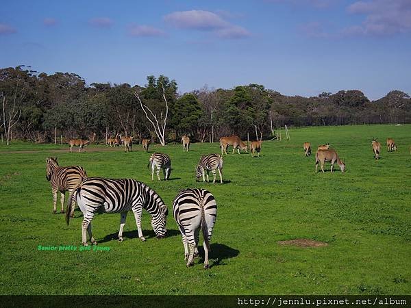 6 1 Werribee Open Range Zoo (9).JPG