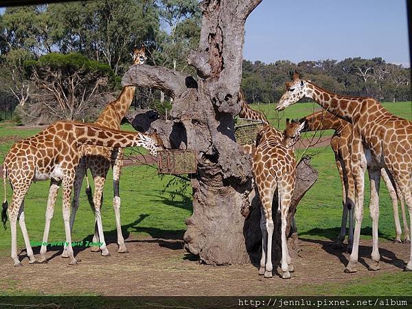 6 1 Werribee Open Range Zoo (10).JPG