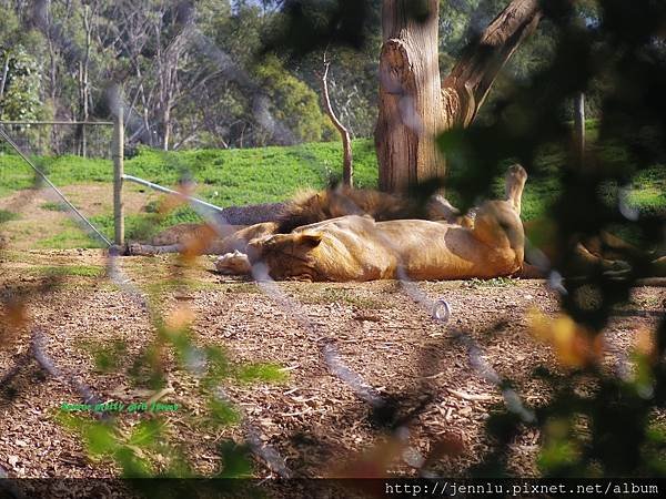 6 1 Werribee Open Range Zoo (12).JPG