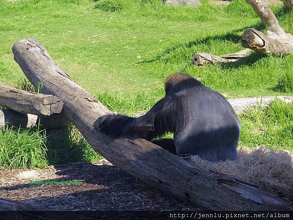 6 1 Werribee Open Range Zoo (14).JPG