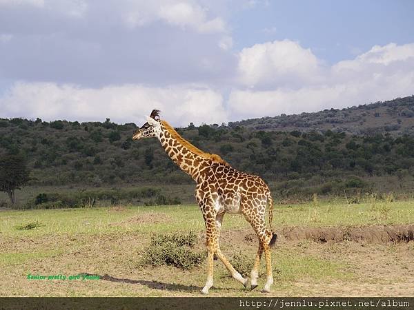 1 5 Masai Mara (2).JPG