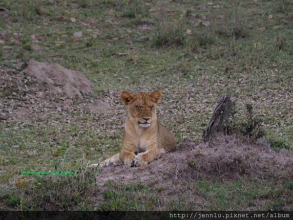 1 6 Masai Mara - Lion (2).JPG