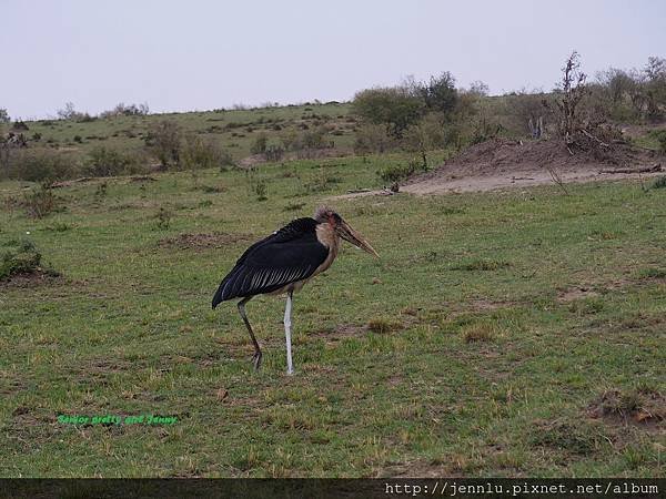 1 5 Masai Mara (1).JPG