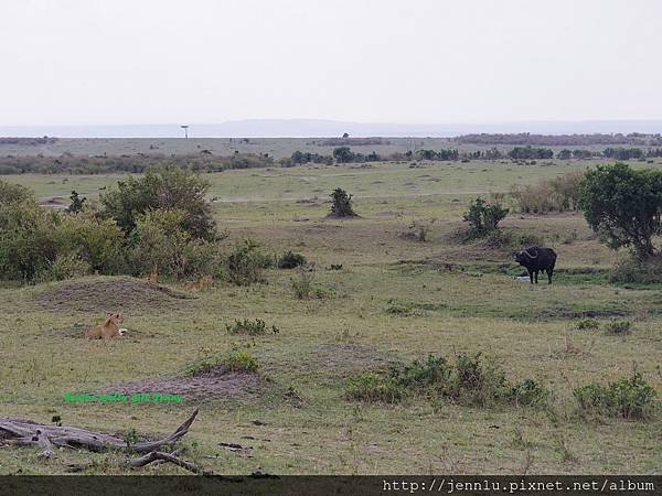 1 6 Masai Mara - Lion (3).JPG