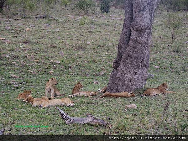 1 6 Masai Mara - Lion (1).JPG