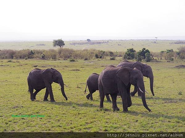 1 7 Masai Mara (1).JPG