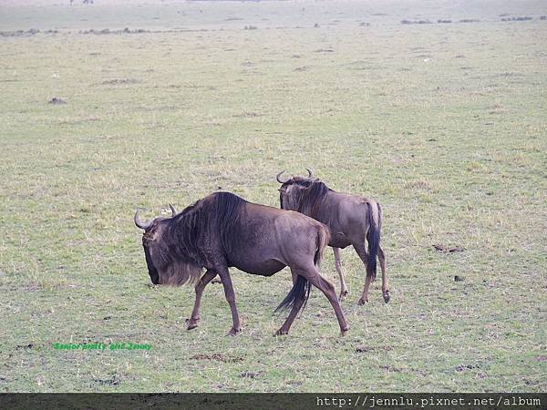 1 7 Masai Mara (3).JPG