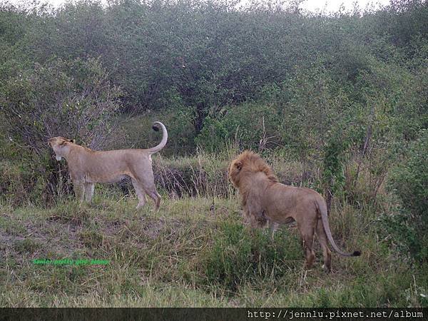 1 8 Masai Mara  - Lion (1).JPG