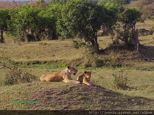 1 6 Masai Mara - Lion (4).JPG