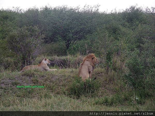 1 8 Masai Mara  - Lion (2).JPG