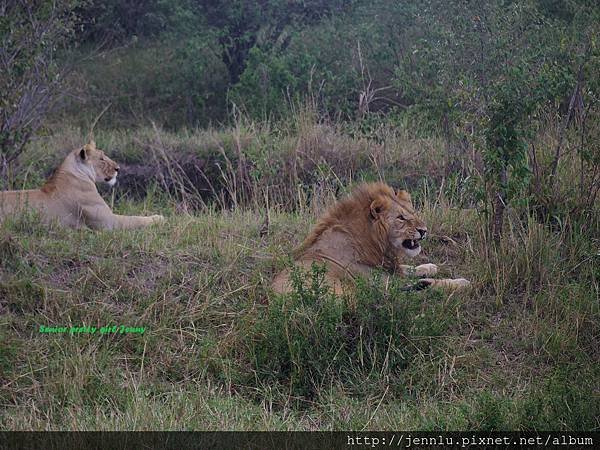 1 8 Masai Mara  - Lion (3).JPG