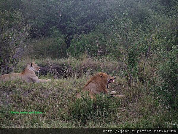 1 8 Masai Mara  - Lion (4).JPG