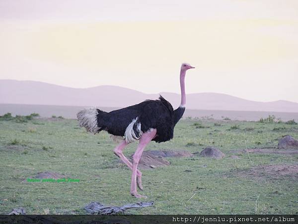 1 11 Masai Mara  - Ostrich.JPG