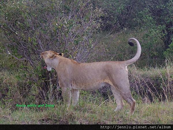 1 8 Masai Mara  - Lion (5).JPG