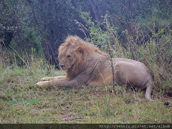 1 10 Masai Mara  - Lion (1).JPG