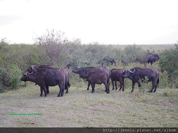 1 9 Masai Mara  - Buffalo.JPG