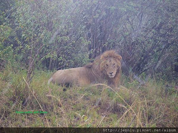 1 10 Masai Mara  - Lion (2).JPG