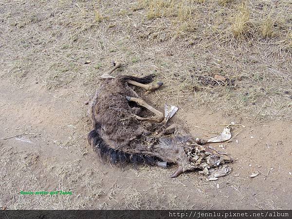 3 3 Masai Mara - dead body.JPG