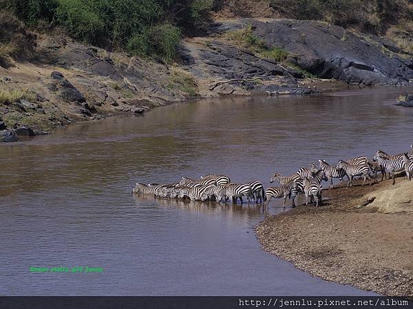 3 4 Mara River - Zebra (2).JPG