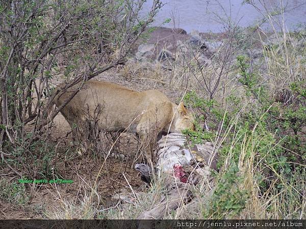 3 5 Masai Mara - Lion Eating (1).JPG