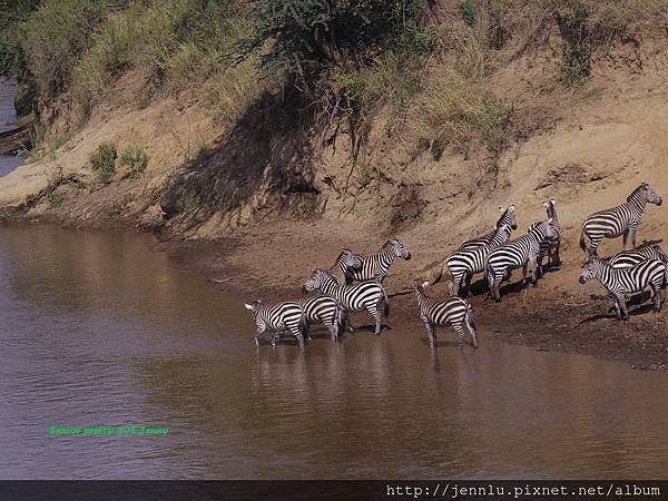 3 4 Mara River - Zebra (1).JPG