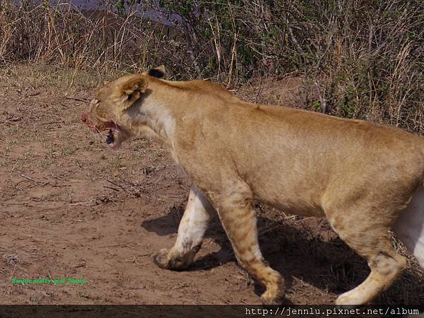 3 5 Masai Mara - Lion Eating (3).JPG