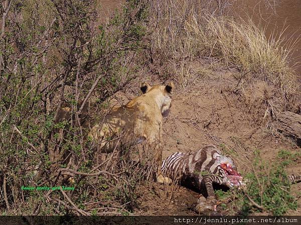 3 5 Masai Mara - Lion Eating (2).JPG