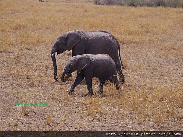 3 7 Masai Mara (1).JPG