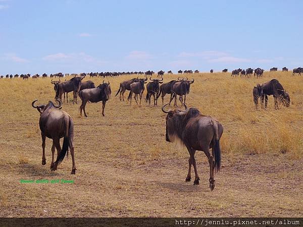 3 7 Masai Mara (3).JPG