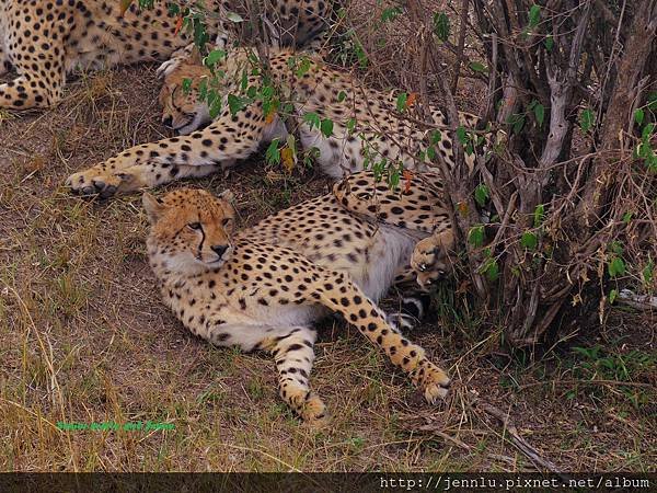 3 8 Masai Mara - Cheetah (2).JPG