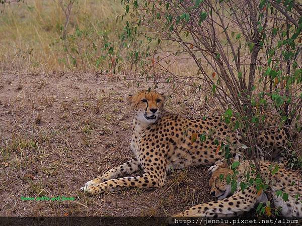 3 8 Masai Mara - Cheetah (3).JPG