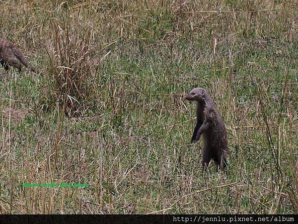 3 10 Masai Mara (1).JPG