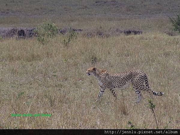 3 11 Masai Mara - Cheetah (3).JPG