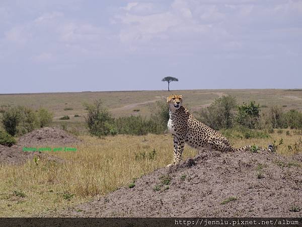 3 11 Masai Mara - Cheetah (4).JPG