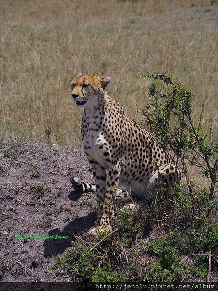 3 11 Masai Mara - Cheetah (2).JPG