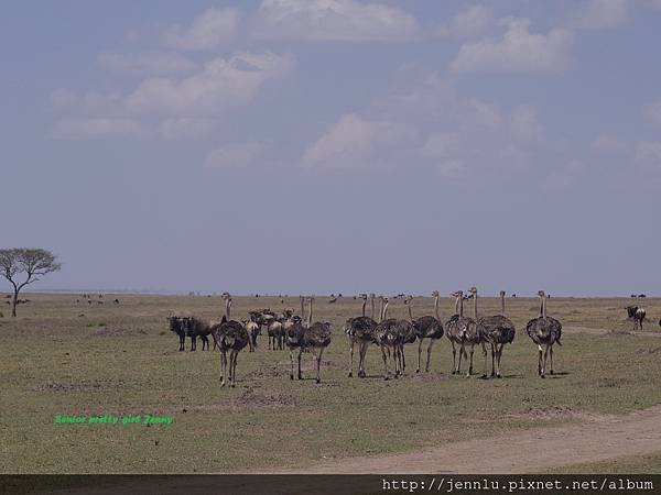 3 12 Masai Mara (1).JPG