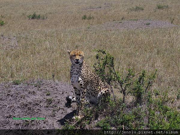 3 11 Masai Mara - Cheetah (1).JPG