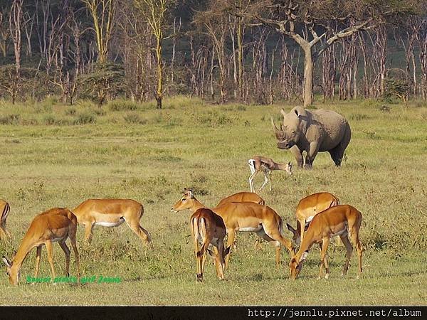 4 0 Lake Nakuru - Rhino.JPG