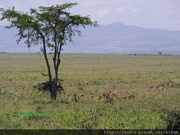 4 3 Lake Nakuru (3).JPG