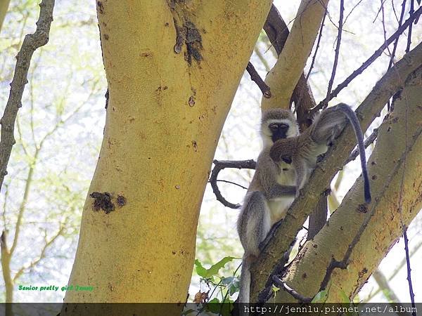 4 5 Lake Nakuru - Monkeys.JPG