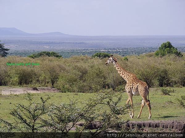 4 4 Masai Mara - Giraffes (1).JPG