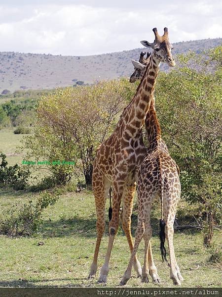 4 4 Masai Mara - Giraffes (2).JPG