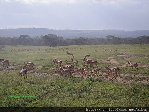 4 9 Lake Nakuru (1).JPG