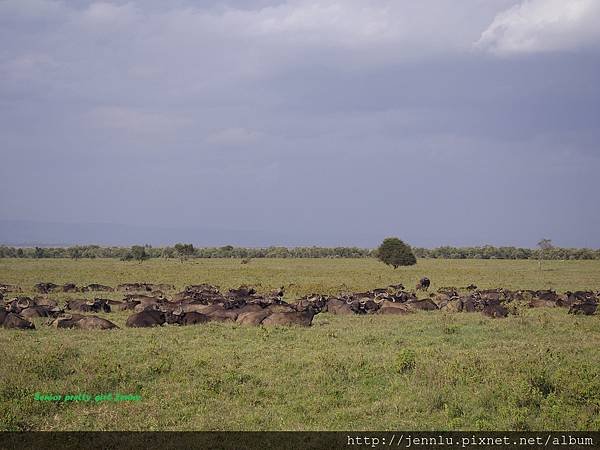 4 9 Lake Nakuru (2).JPG