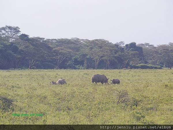 4 10 Lake Nakuru - Rhino (2).JPG