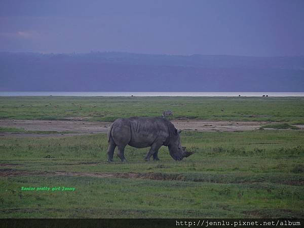 4 12 Lake Nakuru - Rhino (2).JPG