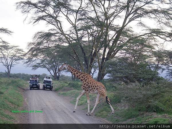 4 13 Lake Nakuru - Giraffe (1).JPG